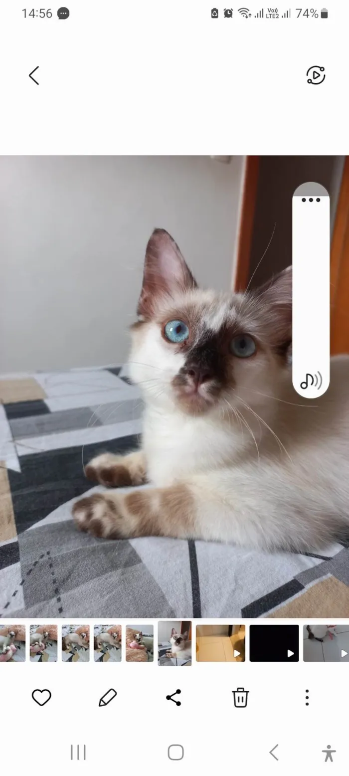 Gato ra a SRD-ViraLata idade 2 a 6 meses nome Neném 