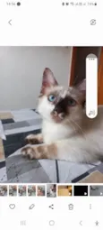Neném