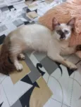 Neném