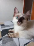 Neném