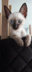 Gato
