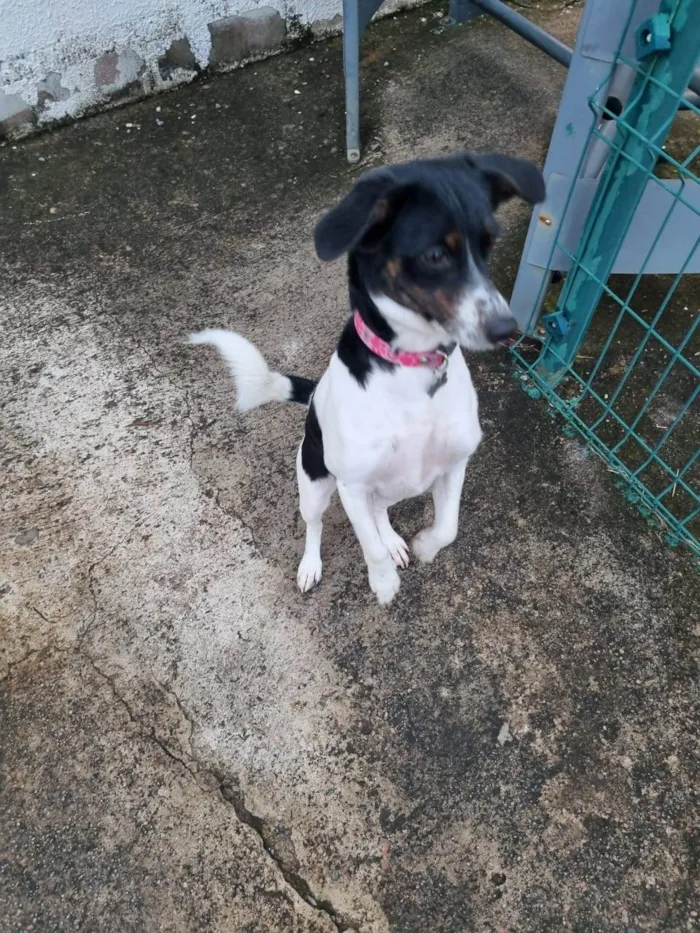 Cachorro ra a nao sabemos idade 1 ano nome nao sabemos