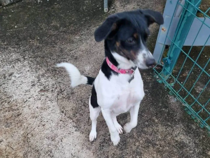 Cachorro ra a nao sabemos idade 1 ano nome nao sabemos