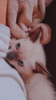 Gatinha