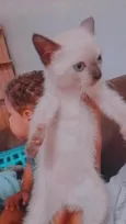 Gatinha