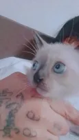 Gatinha