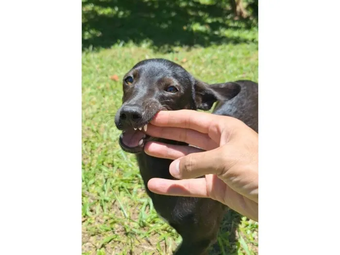 Cachorro ra a Mestiça de pincher idade 1 ano nome Lilica