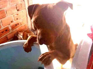 Cachorro raça Pit-Bull idade 1 ano nome Duke