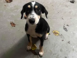 Cachorro raça SRD-ViraLata idade 2 a 6 meses nome Lory