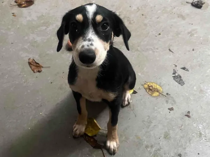 Cachorro ra a SRD-ViraLata idade 2 a 6 meses nome Lory