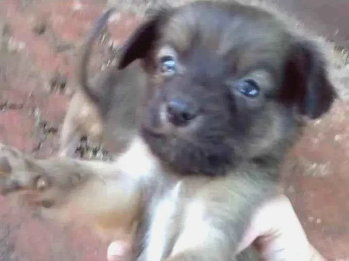 Cachorro ra a Srd idade Abaixo de 2 meses nome Ñao tem