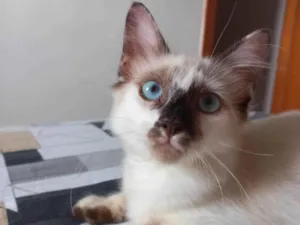 Gato raça SRD-ViraLata idade 2 a 6 meses nome Neném 