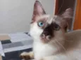 Neném