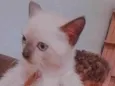 Gatinha