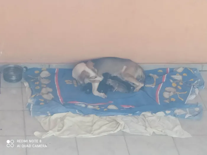 Cachorro ra a Sem raça definida idade Abaixo de 2 meses nome Thor, Christofer, Marshall, Cheyse e Pérola 