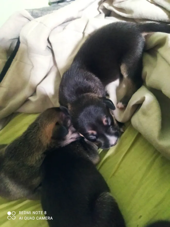 Cachorro ra a Sem raça definida idade Abaixo de 2 meses nome Thor, Christofer, Marshall, Cheyse e Pérola 