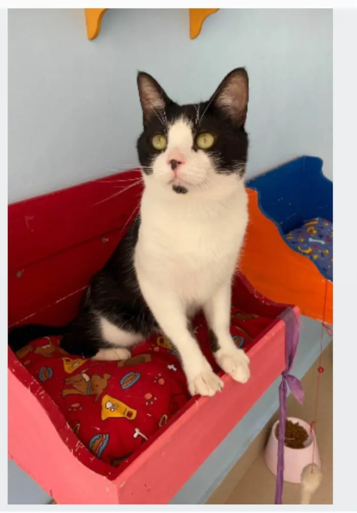 Gato ra a srd frajolinha idade 1 ano nome CHAPLIN