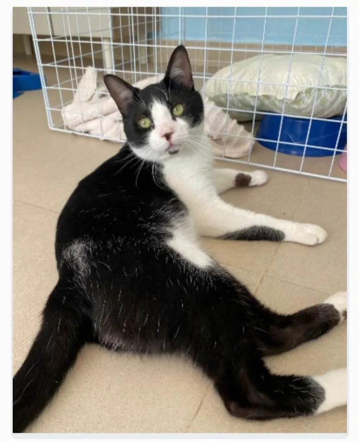 Gato ra a srd frajolinha idade 1 ano nome CHAPLIN