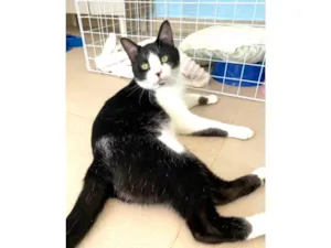 Gato raça srd frajolinha idade 1 ano nome CHAPLIN