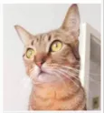 NALA