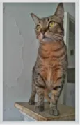 NALA