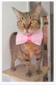 NALA