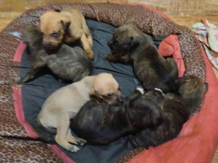 Cachorro ra a Jack Russell Terrier idade Abaixo de 2 meses nome Filhores 40 Dias