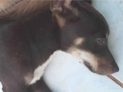 Cachorro raça SRD-ViraLata idade 1 ano nome Perola e pretinha