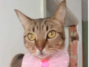 Gato raça srd tigradinha  idade 2 anos nome NALA
