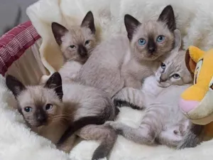 Gato raça SRD-ViraLata idade Abaixo de 2 meses nome Filhotes 