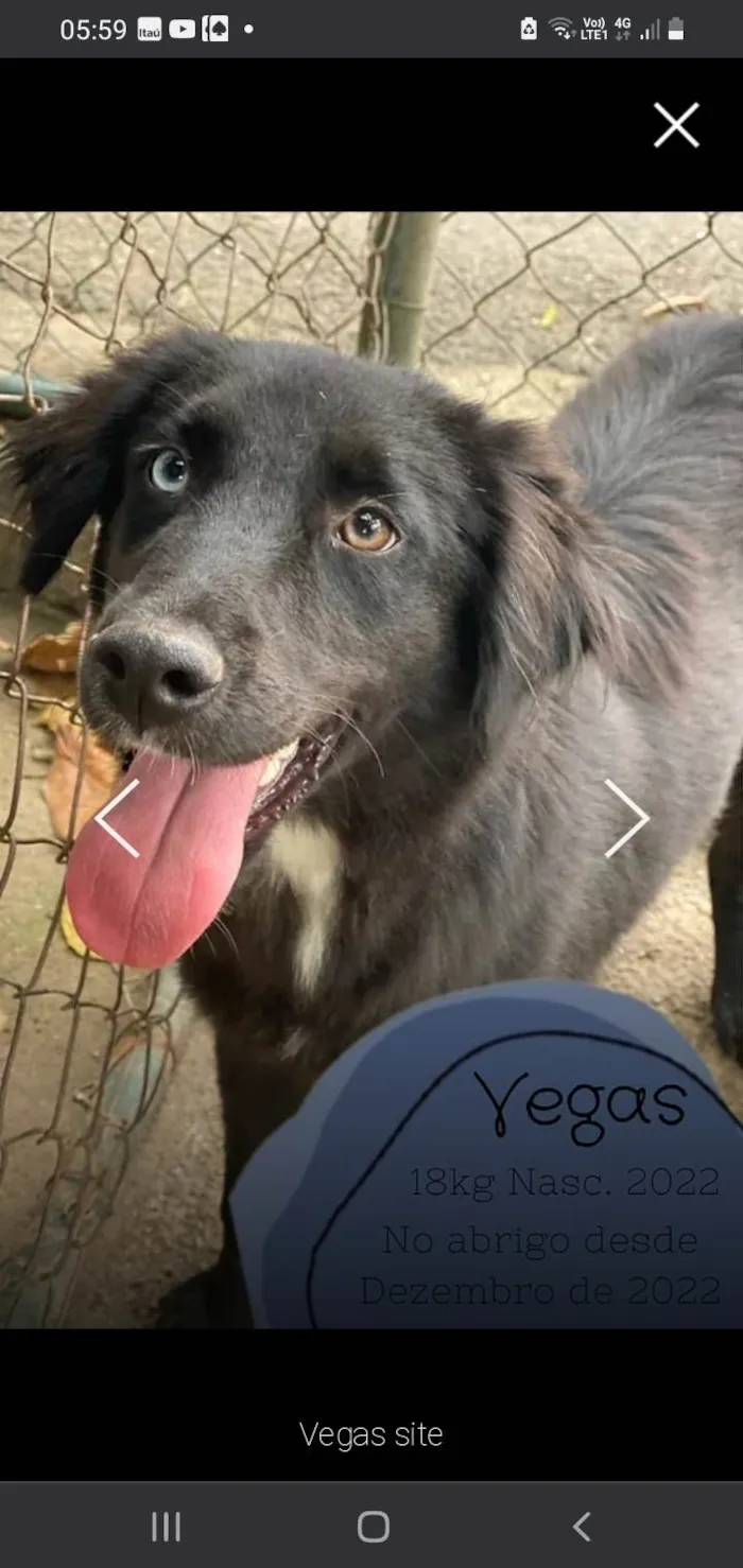 Cachorro ra a SRD-ViraLata idade 2 anos nome Vegas