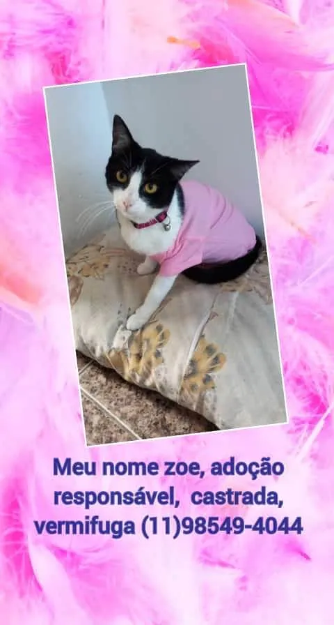 Gato ra a ViraLata idade  nome Não tem nome