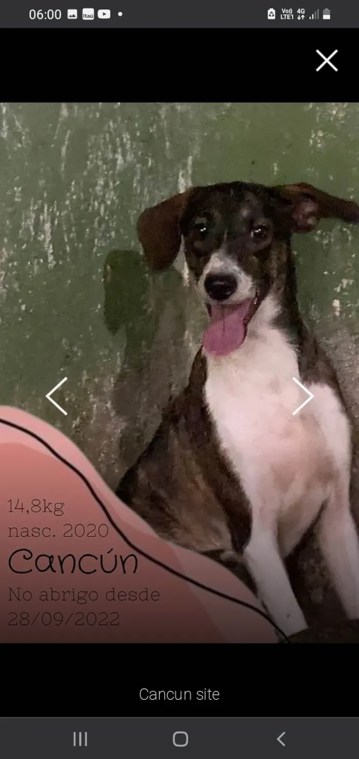 Cachorro ra a SRD-ViraLata idade 5 anos nome Cancum