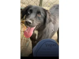 Cachorro raça SRD-ViraLata idade 2 anos nome Vegas