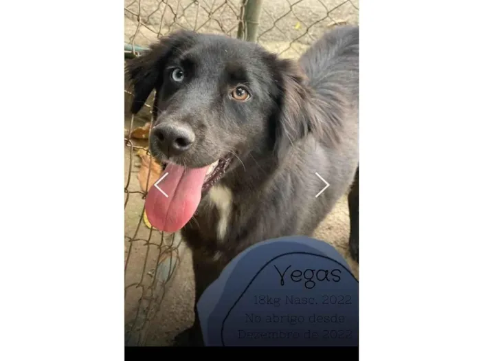 Cachorro ra a SRD-ViraLata idade 2 anos nome Vegas