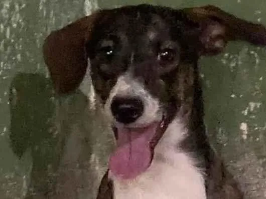 Cachorro ra a SRD-ViraLata idade 5 anos nome Cancum