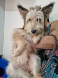Lobinha