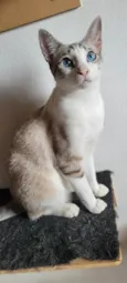 Kiki