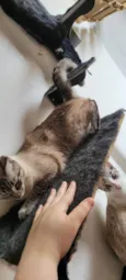 Kiki