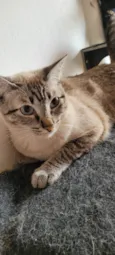 Kiki