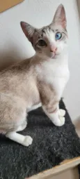 Kiki