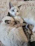 Kiki