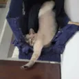 Kiki