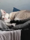 Kiki