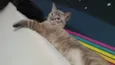 Kiki