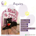 Aquiles