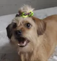 Lola 