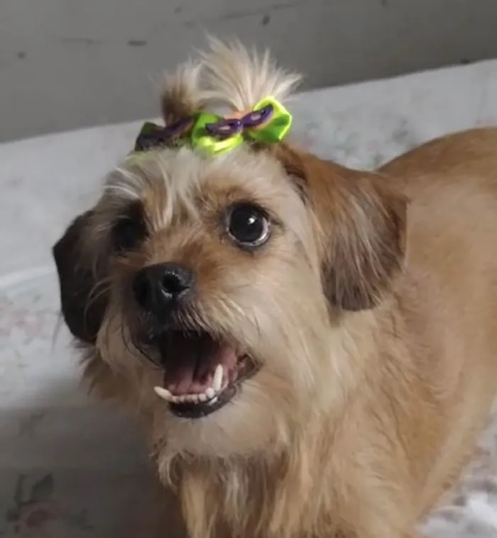 Cachorro ra a Mestica  idade 1 ano nome Lola 