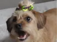Lola 