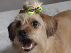 Cachorro raça Mestica  idade 1 ano nome Lola 